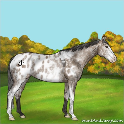 Horse Color:White Spotted Liver Red Dun Appaloosa Rabicano 
