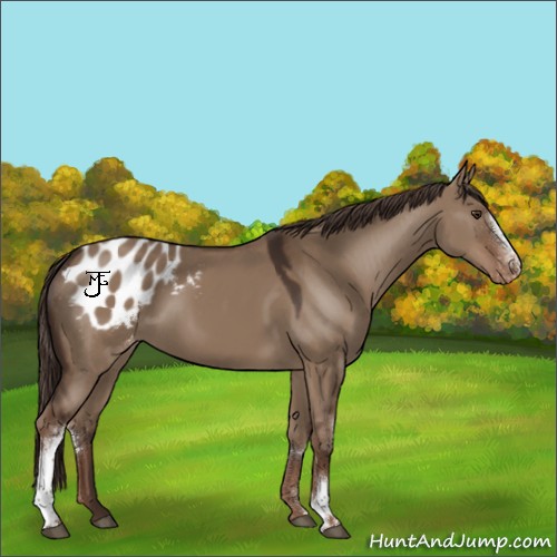 Horse Color:White Spotted Liver Red Dun Appaloosa Rabicano 