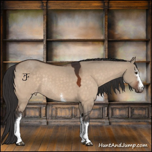 Horse Color:White Spotted Brown Dun Appaloosa Rabicano 