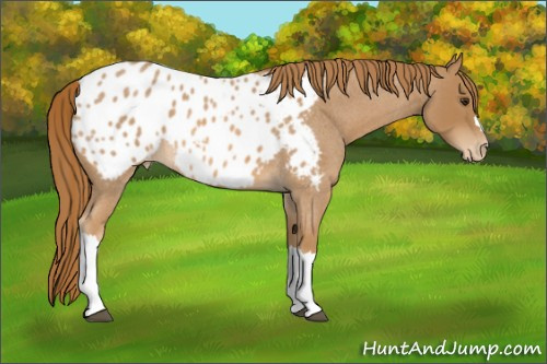 Horse Color:Red Roan Appaloosa 
