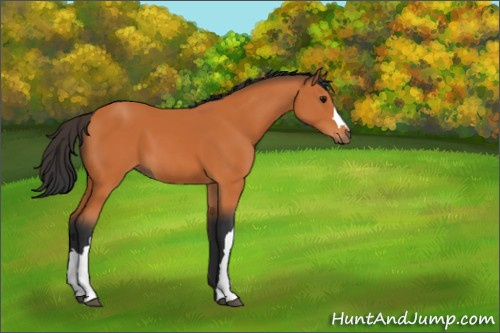 Horse Color:Bay 