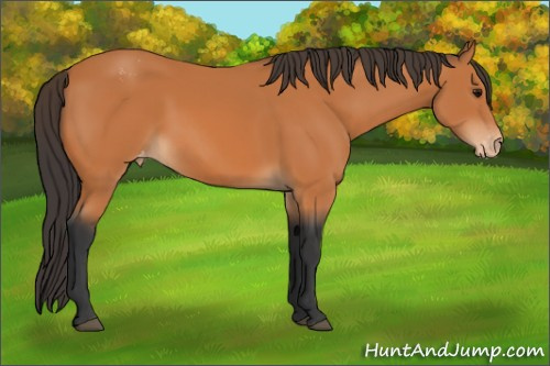 Horse Color:Bay Appaloosa 