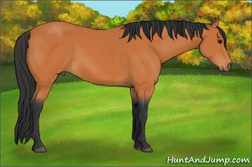 Horse Color:Bay 