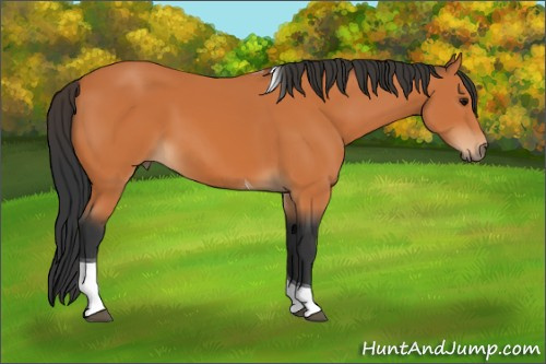 Horse Color:Bay Tobiano 