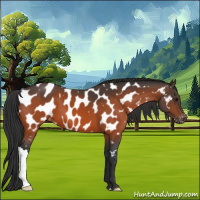 Horse Color:Bay Near Leopard
