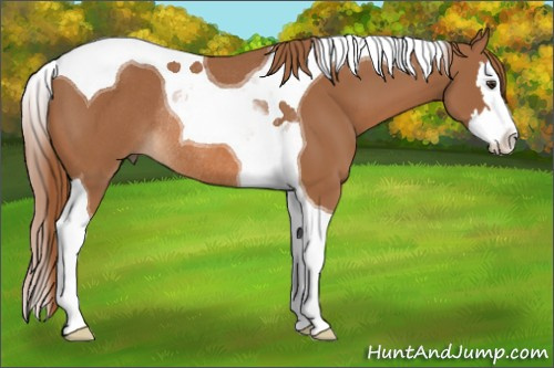 Horse Color:Chestnut Splash Tobiano Rabicano 