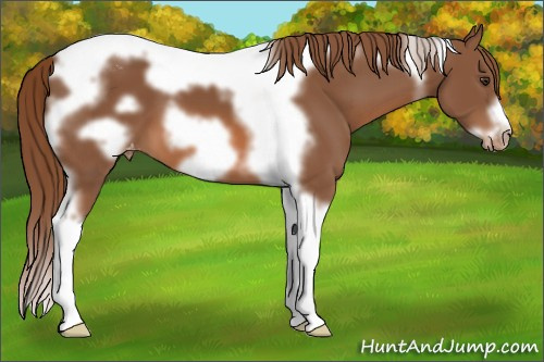 Horse Color:Chestnut Tobiano Frame Appaloosa 