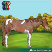 Horse Color:Chestnut Tobiano Appaloosa Rabicano