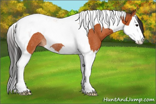 Horse Color:Bay Splash Tobiano Rabicano 