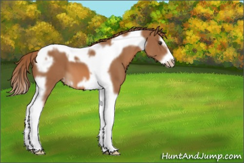 Horse Color:Chestnut Splash Tobiano Frame Appaloosa 