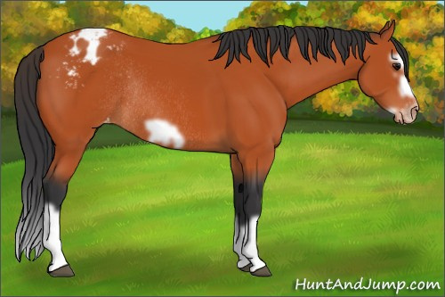Horse Color:Bay Splash Frame Appaloosa Rabicano 