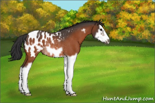 Horse Color:Bay Splash Frame Appaloosa Rabicano 