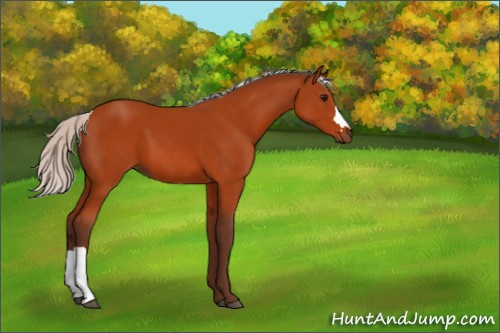 Horse Color:Silver Bay 