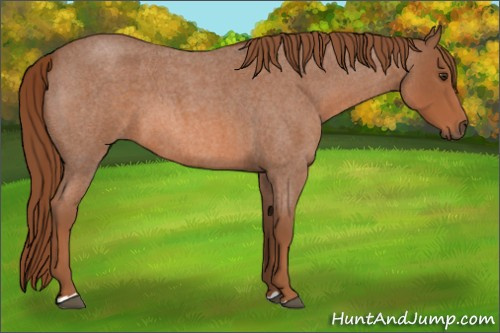 Horse Color:Red Roan 