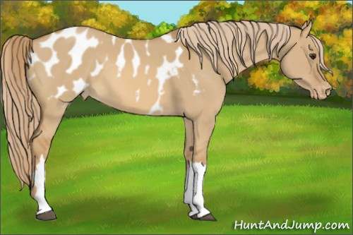 Horse Color:Red Dun Appaloosa 