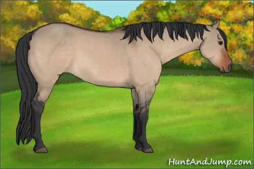 Horse Color:Brown Dun 