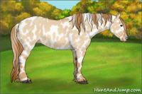 Horse Color:Red Dun Leopard 