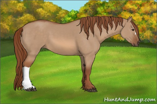 Horse Color:Red Dun 