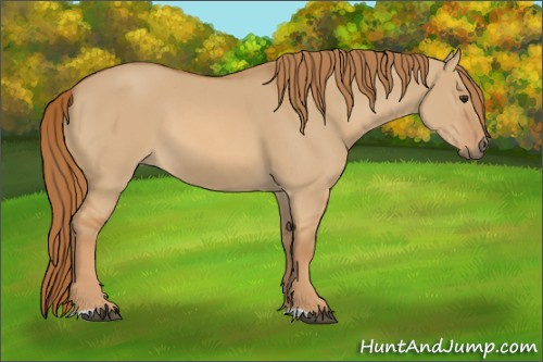 Horse Color:Red Dun 