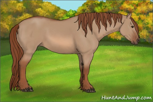 Horse Color:Red Dun 