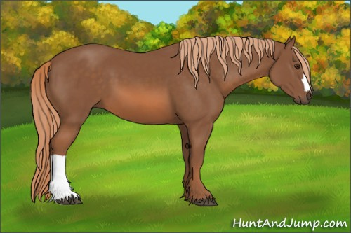 Horse Color:Chestnut 
