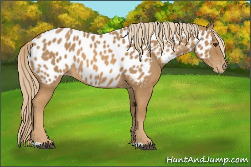 Horse Color:Chestnut Appaloosa 