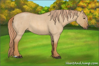 Horse Color:Red Dun Roan 