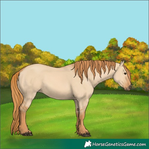 Horse Color:Red Dun 