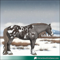 Horse Color:Liver Chestnut Near Leopard 