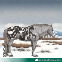 Horse Color:Liver Chestnut Appaloosa 
