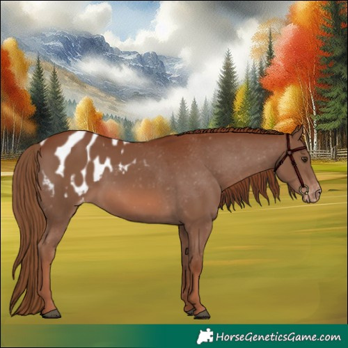 Horse Color:Chestnut Appaloosa 