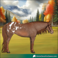 Horse Color:Chestnut Appaloosa