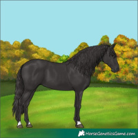 Horse Color:Smoky Black 