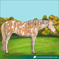 Horse Color:Chestnut Appaloosa 