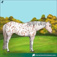 Horse Color:Bay Tobiano Appaloosa
