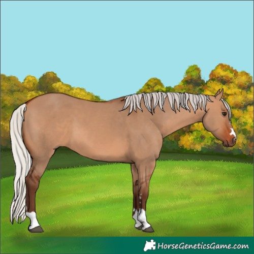 Horse Color:Silver Bay Dun 
