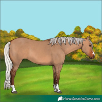 Horse Color:Silver Bay Dun 