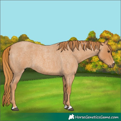 Horse Color:Red Roan 