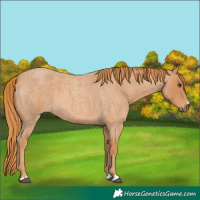 Horse Color:Red Roan 