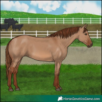 Horse Color:Red Dun 