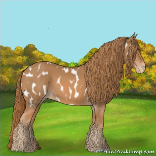 Horse Color:Chestnut Appaloosa 