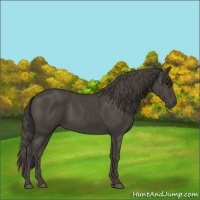 Horse Color:Smoky Black 