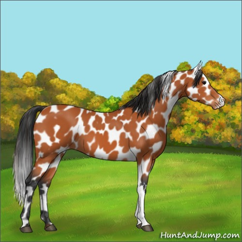 Horse Color:Bay Appaloosa