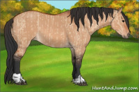 Horse Color:Bay Dun  and Bay Dun 