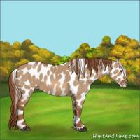 Horse Color:Red Dun Appaloosa 