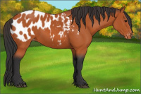 Horse Color:Bay Appaloosa 