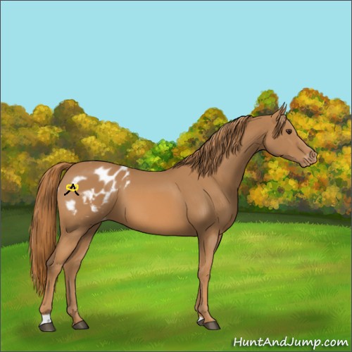 Horse Color:Chestnut Blanket