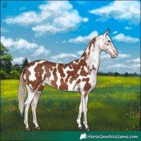 Horse Color:Chestnut Near Leopard 