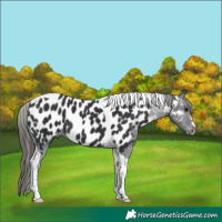 Horse Color:Black Tobiano Appaloosa 