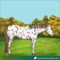 Horse Color:Chestnut Tobiano Appaloosa